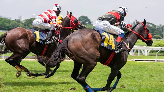 Deux jockeys au coude à coude lors d'une course hippique sur une piste en gazon, illustrant la vitesse et l'intensité des courses hippiques compétitives.